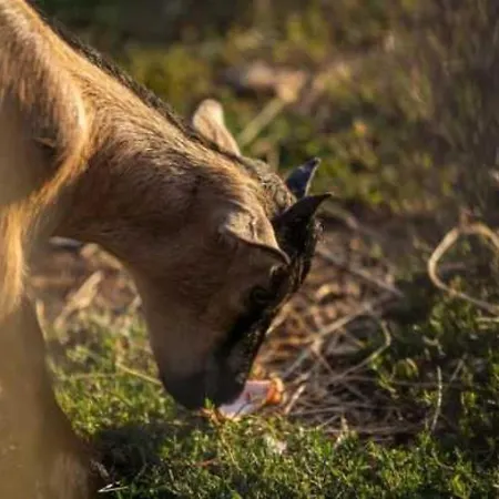 3 Etoiles - Piscine - Ccaaffc Campeggio Prigny