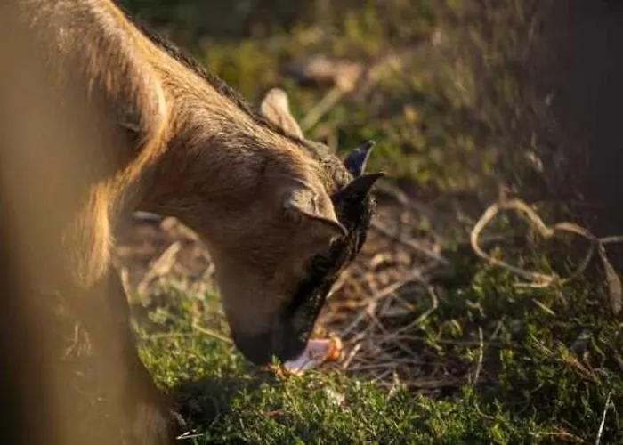 3 Etoiles - Piscine - Ccaaffc Camping Prigny